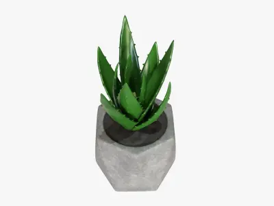 Potted plant decorative 10 3D model