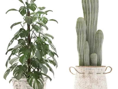 Collection of Exotic plants cactus monsterra 344 3D model