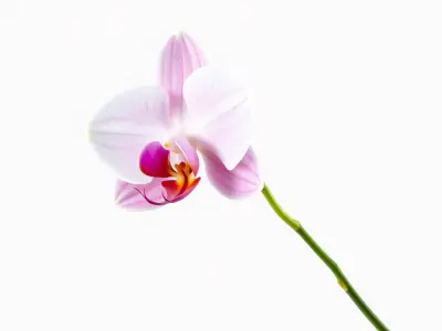 Orchid Flower D Model Pack Low-poly 3D model