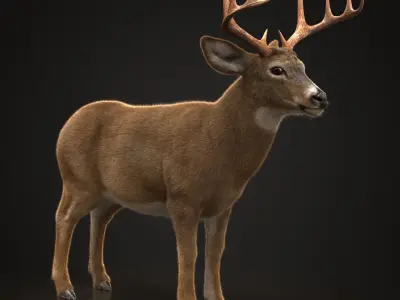 Deer RIG XGEN CORE 3D model