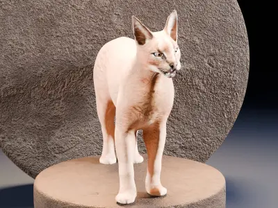 Caracal Cat with rigging and animation 3D model