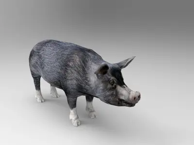 3D Black Wild Pig game ready low poly  Low-poly 3D model