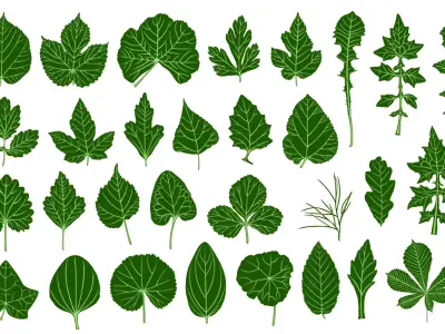 25 Realistic 3D Leaves  3D print model