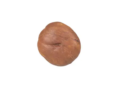 Photorealistic Hazelnut Kernel 3D Scan 3D model
