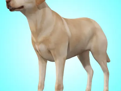 Dog - Labrador Retriever Rig 3D model