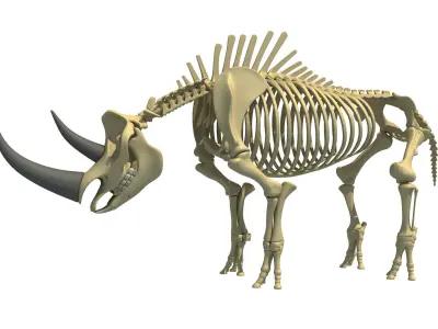 Rhino Skeleton 3D model