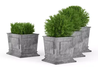 Boxwood four concrete planters with greenery 3D model