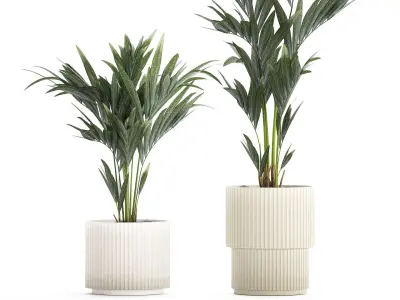 Beautiful Howea palm tree in a flower pot for decoration 1291 3D model