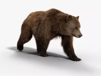 Female Brown Bear Animated 3D model