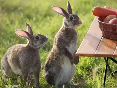 Japanese hare Animated VFX Grace 3D model