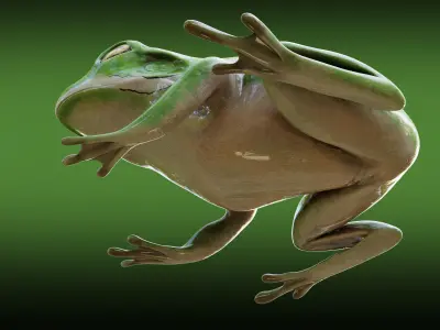 Frog  - American green tree frog Low-poly 3D model