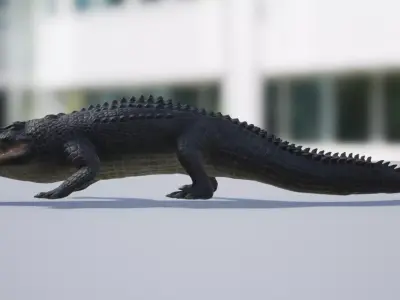 Alligator Low-poly 3D model get