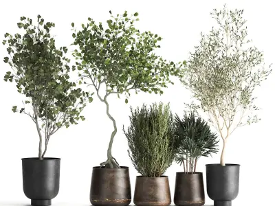 Houseplants in a flowerpot for the interior 1030 3D model