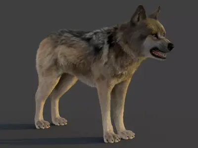 Wolf Xgen 3D model