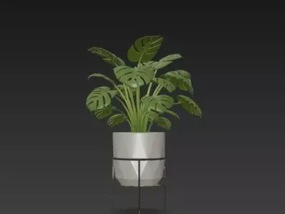 Swiss Cheese Plant with Modern Geometric Planter - Stand 3D model