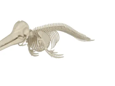 Dolphin Skeleton 3D model