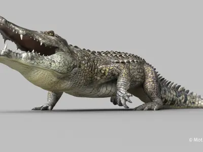 Crocodile PRO 3D model