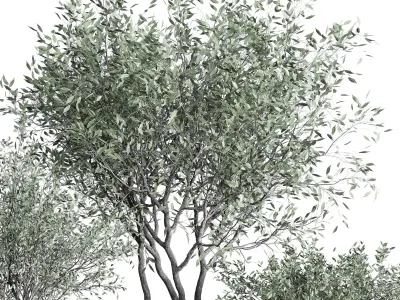 Oilve Trees in an old earthenware vase outdoor plant set 147 Low-poly 3D model