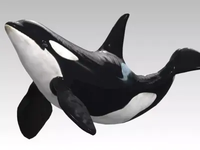 Orca Whale Low-poly 3D model