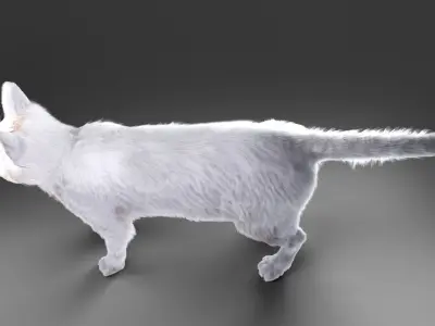 White fur cat No Rigged Low-poly 3D model
