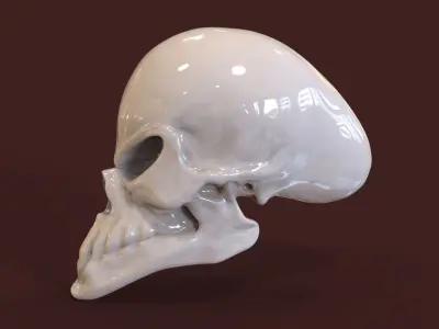 Alien Skull  Free 3D model