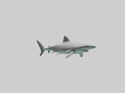 Bull Shark swimming fast model Low-poly 3D model