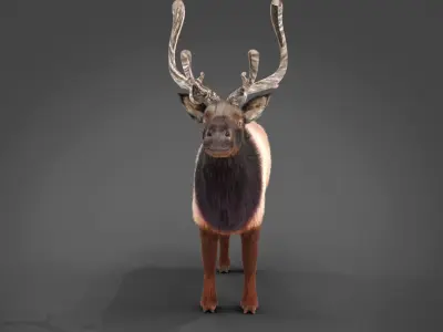 Fur Red Reindeer Blender NO RIG Low-poly 3D model
