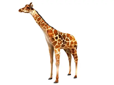 Giraffe 3D model