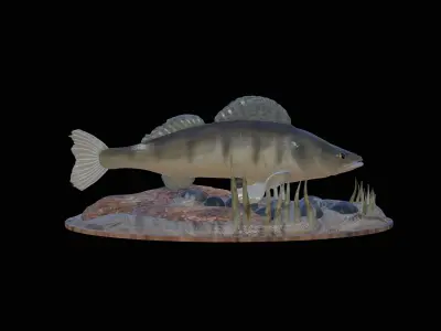 fish zander in motion underwater statue detailed texture  3D print model
