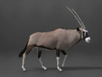 African Oryx Animated VFX Grace 3D model