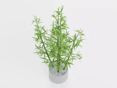 Bamboo Plant in Pot Low-poly 3D model