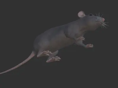 Rat grey and white Low-poly 3D model