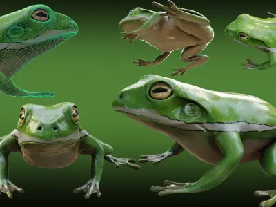 Frog  - American green tree frog Low-poly 3D model