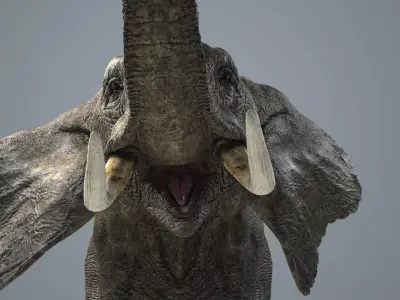 Elephant-Animated-Maya elephant Low-poly 3D model