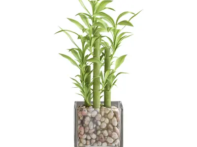 Bamboo Plant 3D model