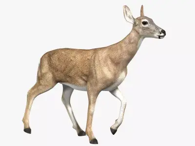 Doe ANIMATED 3D model