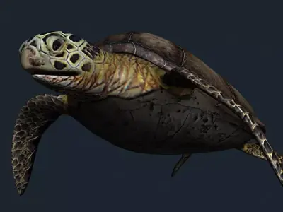 3DRT - Sealife - Turtle Low-poly 3D model