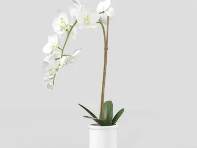 Threshold Small Potted Orchid  PBR 3D model