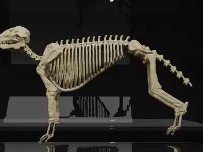 WOLF SKELETON 3D MODEL  Low-poly 3D model