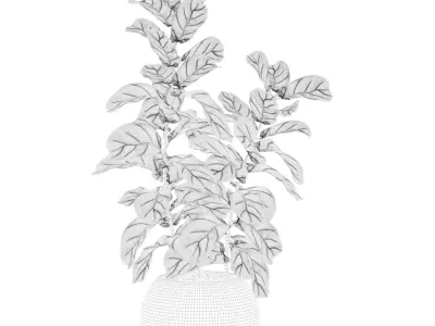 Ficus Lyrata in black felt pot 3D model