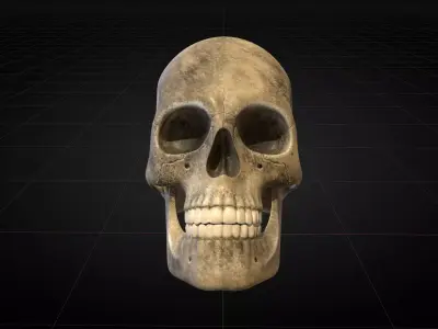 Human Skull 2025 3D model