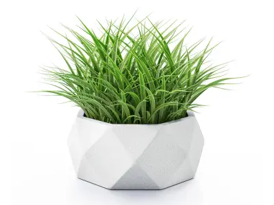 Decorative outdoor plants 3D model