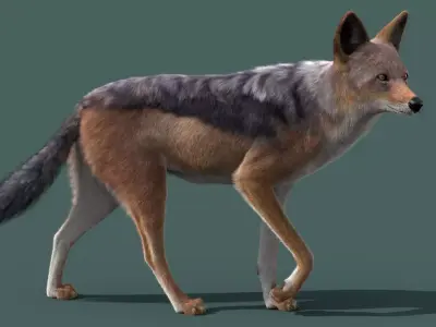 Black Backed Jackal Animated Xgen 3D model