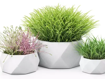 Decorative outdoor plants 3D model