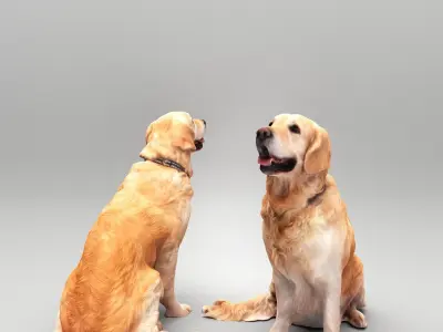 Golden retriever dog 23 Low-poly 3D model