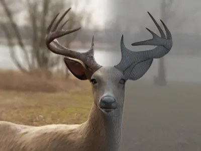 White Tailed Deer - Odocoileus Virginianus 3D model