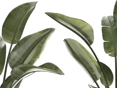Beautiful Strelitzia in a flower pot for decoration 1285 3D model