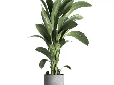 indoor plant 031 3D model