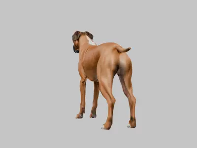 A detailed Boxer dog Low-poly 3D model