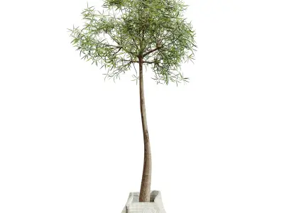 AV HousePlants Japandi Minimalism Ficus Dracaena Marginata18 3D model